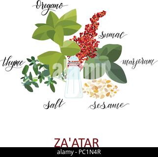 Za atar erbe set. Scritto a mano i nomi. Aromatiche erbe di cottura Illustrazione Vettoriale