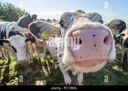 Vacca bianca close up ritratto su pascolo.animale da azienda cercando nella fotocamera con obiettivo grandangolare.divertenti e animali adorabili.Bovini Uk.Funny vacche. Foto Stock