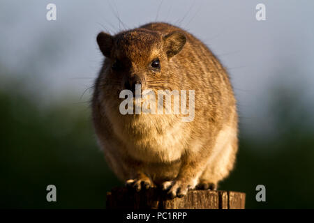 Una boccola o giallo maculato Hyrax riscalda fino al mattino presto sunshine prima headingoff per alimentare negli alberi. Foto Stock