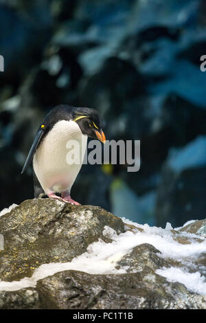 Maccheroni Penguin permanente sulla pietra nevoso e guardando verso il basso. Foto Stock