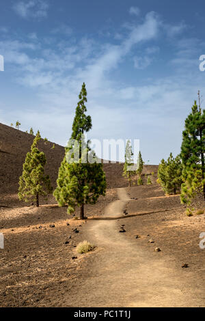 Percorso tra alberi di pino in Teide Parco Nazione, Tenerife, Spagna, Europa Foto Stock