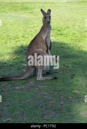 Canguro con il suo joey, baby kangaroo in mom ventre del sacchetto anteriore in posizione di parcheggio Foto Stock