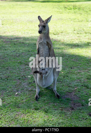 Canguro con il suo joey, baby kangaroo in mom ventre del sacchetto anteriore in posizione di parcheggio Foto Stock