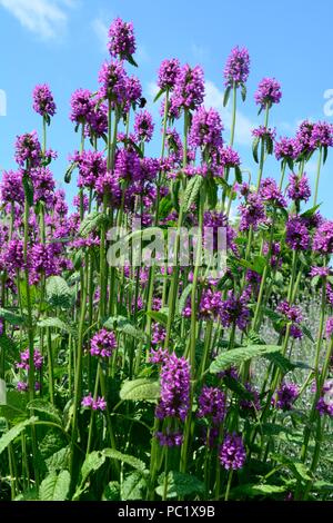 Stachys officinalis hedgenette comune betony viola betony bishopwort vescovi fiori di mosto di malto Foto Stock