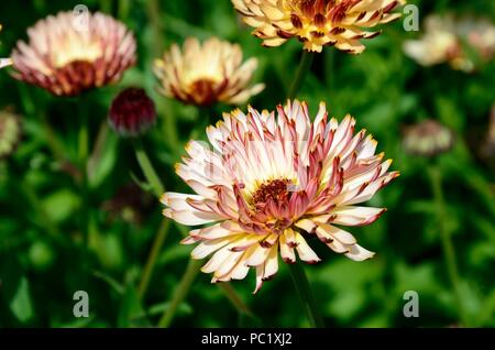 Calendula officinalis tramonto Buff soft Albicocche Pesche fiori con dorsi rosso Foto Stock