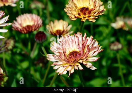 Calendula officinalis tramonto Buff soft Albicocche Pesche fiori con dorsi rosso Foto Stock