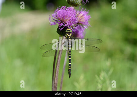Golden-inanellati Dragonfly (Cordulegaster boltonii) maschio a riposo sul fiore di cardo, Estonia, Luglio Foto Stock