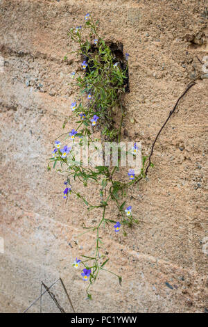 Viola pianta tricolore appeso dal foro nel muro di cemento Foto Stock