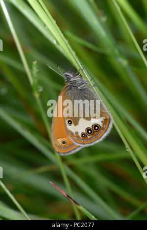 La brughiera di perla Butterfly (Coenonympha arcania) adulto a riposo sulla lama di erba, Estonia, Luglio Foto Stock