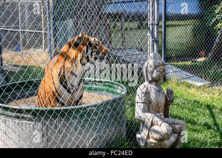 Una splendida tigre del Bengala si siede in una vasca di acqua in una gabbia piccola allo zoo. Foto Stock