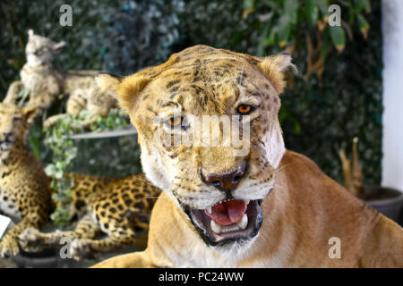 Liger ripiene, metà leone e metà tiger. Di tassidermia. Foto Stock