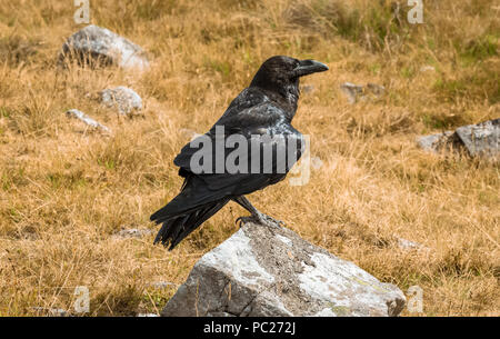 Raven, grande nero comune o Northern Raven, appollaiato su un lichene rock coperto. Nome scientifico: Corvus corax. Orizzontale. Foto Stock