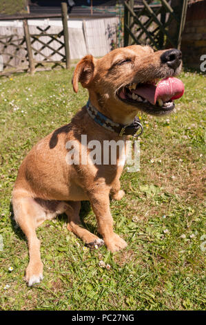 Ansimando pesantemente e consumato un simpatico cane terrier è ancora quello che vogliono giocare fetch recoverd quando il suo respiro, sensazione di shattered Foto Stock