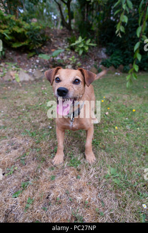 Ansimando pesantemente e consumato un simpatico cane terrier è ancora quello che vogliono giocare fetch recoverd quando il suo respiro, sensazione di shattered Foto Stock