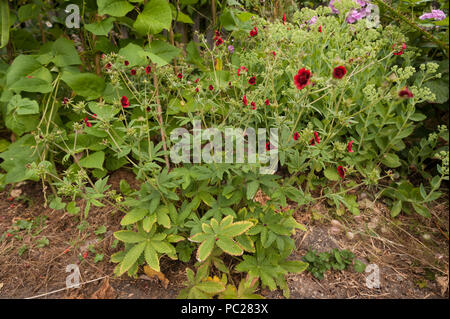 Piuttosto profondo rosso dei fiori per un auto di semina pianta di cannabis da uccello seme? Per essere distrutte come illegale per crescere nel Regno Unito Foto Stock