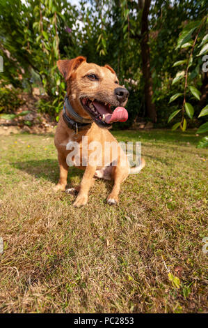 Ansimando pesantemente e consumato un simpatico cane terrier è ancora quello che vogliono giocare fetch recoverd quando il suo respiro, sensazione di shattered Foto Stock