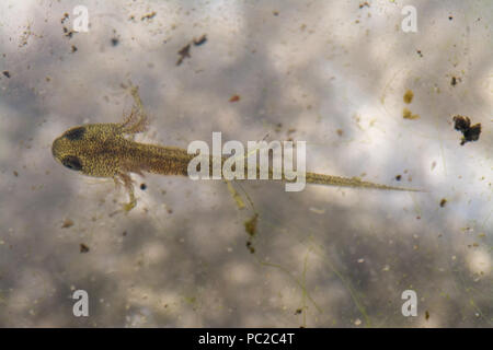 Giovani newt liscia (comune tritone, Lissotriton vulgaris) nella fase acquatica, nuotare in un laghetto in giardino durante la stagione estiva Foto Stock