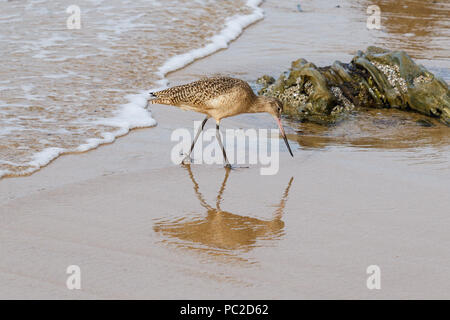 In marmo (Godwit limosa fedoa) passeggiate a piedi e in cerca di cibo sulla spiaggia al Crystal Cove parco dello stato in Laguna Beach in California. Rocce e onde onshor Foto Stock