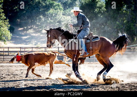 Una vera e propria vita cowboy wrangler con lazo roping giovani sterzare in un rodeo, a cavallo con il cappello da cowboy in azione shot, polvere e sun. Foto Stock