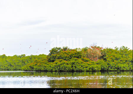 La natura e le acque di Trinidad e Tobago, Sud America Foto Stock