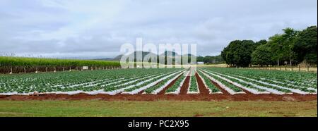 Un campo di fragole all'altopiano di Atherton, QLD, Australia Foto Stock