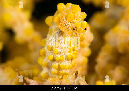 Giallo cavalluccio marino pigmeo, Hippocampus bargibanti, Filippine. Noto anche come Bargibant il cavalluccio marino pigmeo, si trovano dal sud del Giappone tropicale, thr Foto Stock