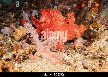 Un rosso paddle-lembo scorfani, Rhinopias eschmeyeri, mantiene un occhio su questo grande nudibranch, Miamira alleni, mentre passa dalla, Filippine. Foto Stock