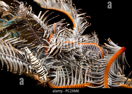 Entrambi un crinoide commensali di gamberi Periclimenes cornutus e un crinoide squat lobster, Allogalathea elegans, su un crinoide, Filippine. Questi minuscoli crus Foto Stock