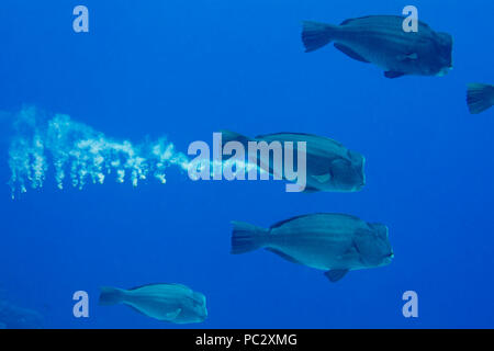 Pesci pappagallo Bumphead defecare, Bolbometopon muricatum, Yap, Micronesia. Foto Stock