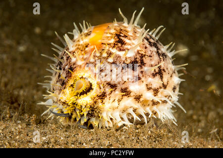 Il vitello cowry, Lyncina vitellus, è noto anche come Cervo Pacifico cowry o latte cowrie spot. Questo individuo è stato fotografato di notte. Decine di skelet Foto Stock