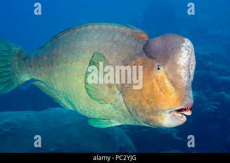 Bumphead pesci pappagallo, Bolbometopon muricatum, sono le specie più grande in questa famiglia e può raggiungere i 5 metri di lunghezza e oltre 160 libbre, Yap, Micronesi Foto Stock