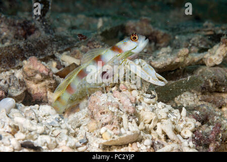 Steinitz' shrimpgoby, Amblyeleotris steinitzi, ha un rapporto di simbiosi con il lavoratore Alpheid gamberi. I due condividono un nido che i ciechi shri Foto Stock