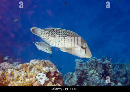 Questo tonno rosso di carangidi o jack, Caranx melampygus e capretti humphead o un pesce napoleone, Cheilinus undulatus, sono a caccia insieme in modo cooperativo. T Foto Stock