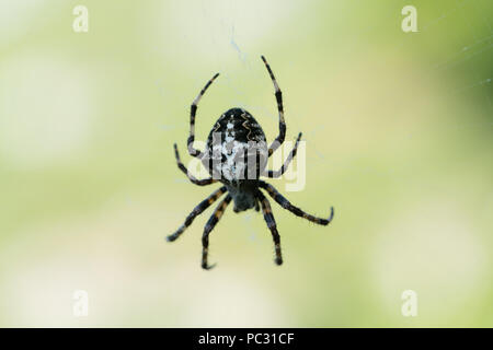 Croce Spider Araneus diadematus femmina nel centro del web Foto Stock