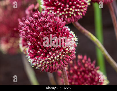 Red Mohicano Allium in pieno fiore close up Foto Stock