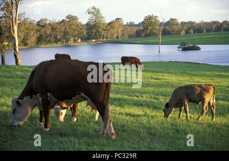 BOVINI AL PASOLO VICINO A UNA GRANDE DIGA NELLA VALLE DI HAWKESBURY, NUOVO GALLES DEL SUD, AUSTRALIA Foto Stock