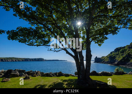 Albero IN MATTINA PRESTO IN PARADISO LYDSTEP PEMBROKESHIRE WEST WALES Foto Stock