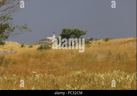 Fidra faro sull isola di Fidra visualizzato sull'erba dune coperte Scozia Luglio 2018 Foto Stock