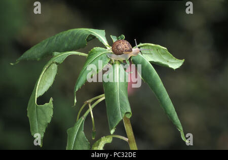 Giardino lumaca su foglie di IMPATIEN (BUSY LIZZIE) IMPIANTO Foto Stock
