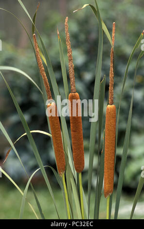 Giunco di palude (BULLRUSH, Typha capensis) noto anche come CATTAILS Foto Stock