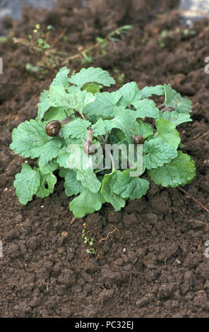 Infestazione di lumaca su erba gatta (erba, NEPETA CATARIA) Foto Stock