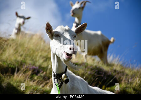Il pascolo di capra in un modo divertente su una collina, il suo pizzetto sventolare nel vento, con più capre sparsi in background al di fuori della messa a fuoco Foto Stock