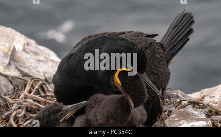 Marangone dal Ciuffo pulcino di alimentazione sul nido farne isole, Regno Unito 2018 Foto Stock