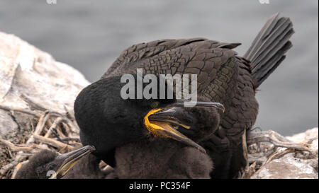 Marangone dal Ciuffo pulcino di alimentazione sul nido farne isole, Regno Unito 2018 Foto Stock