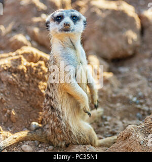 Surikat o meerkat guardando dritto e seduti sulle pietre Foto Stock