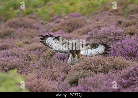 Comune Poiana (Buteo buteo) maschio adulto, volare, atterraggio sul moncone in brughiera, Suffolk, Inghilterra, Settembre, oggetto controllato Foto Stock