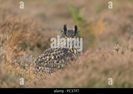 Gufo reale (Bubo bubo) adulto, appollaiato tra heather, Suffolk, Inghilterra, Ottobre, oggetto controllato Foto Stock