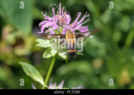 Hummingbird clearwing moth su wild bergamotto Foto Stock