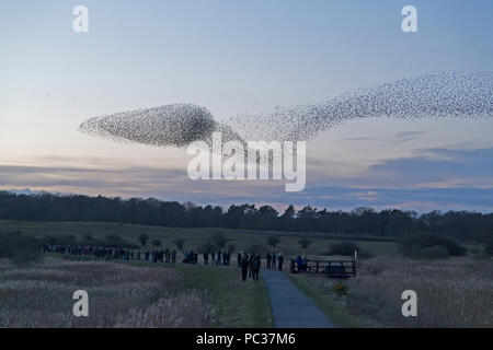 Starling comune (Sturnus vulgaris) il floccaggio di posatoio a Minsmere RSPB riserva per la gioia della folla, Suffolk, Inghilterra, Febbraio Foto Stock