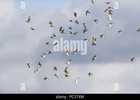 Eurasian Curlew (Numenius arquata) gregge, volare, Suffolk, Inghilterra, Marzo Foto Stock